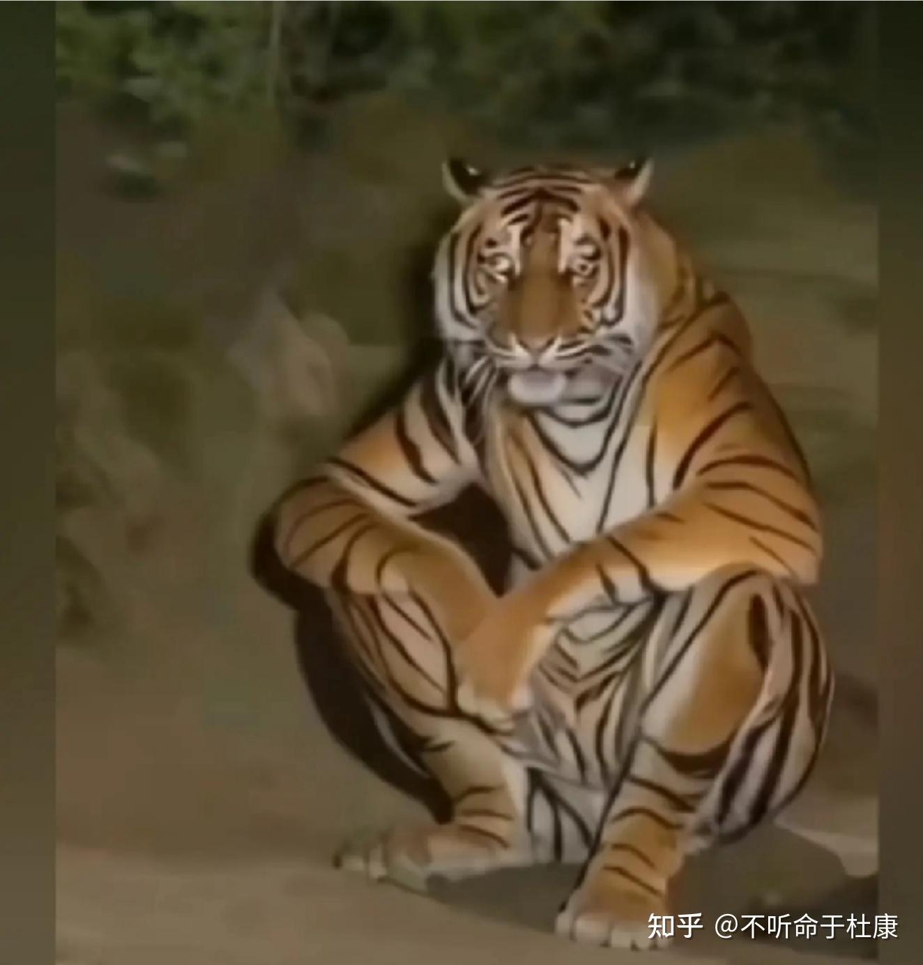 东北虎